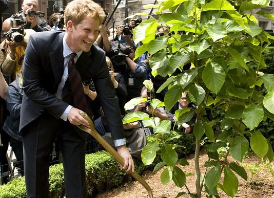 Is Prince Harry cut out for the Chelsea Flower Show?