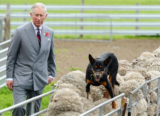 Plot to throw horse manure at Prince Charles revealed