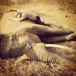 prince-harry-shares-a-selection-of-personal-photographs-taken-during-his-summer-visit-to-southern-africa_22837134434_o