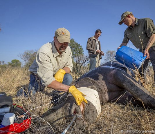 Prince Harry announced as Patron of Rhino Conservation Botswana Prince Harry announced as Patron of Rhino Conservation Botswana