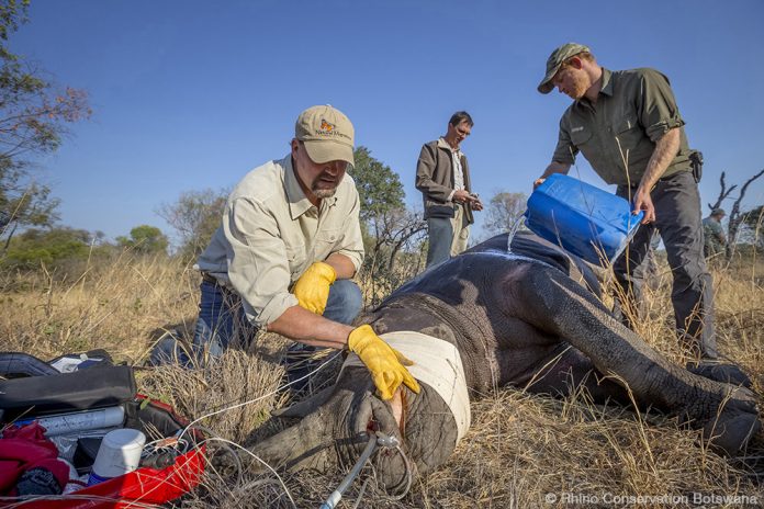 Prince Harry announced as Patron of Rhino Conservation Botswana