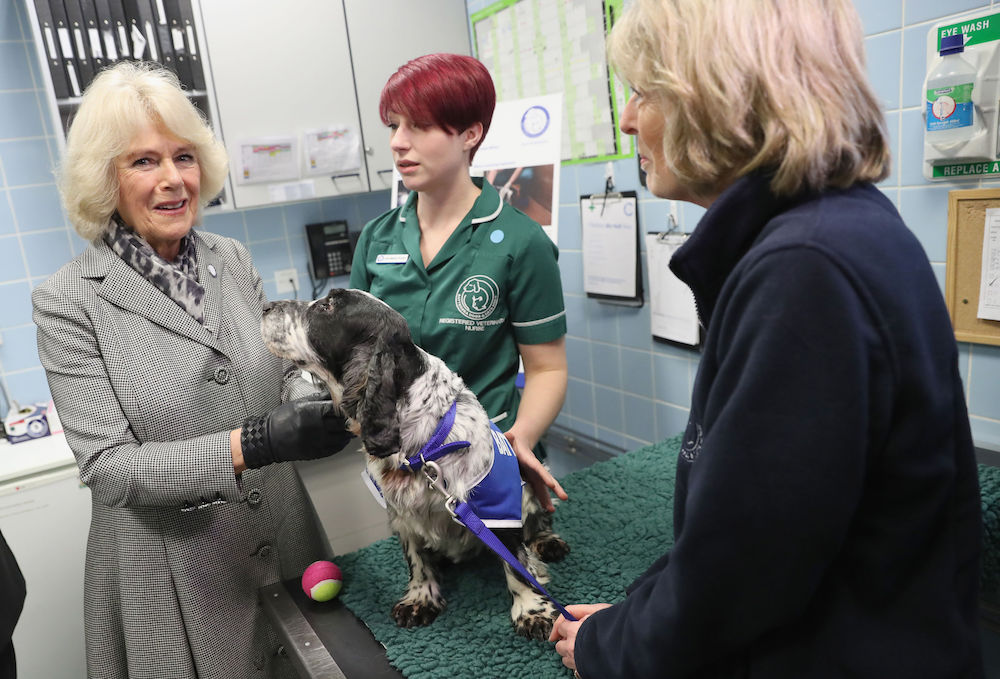 New Patron for Battersea Dogs & Cats Home