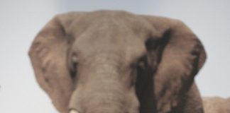 The Prince of Wales to attend United for Wildlife’s Screening of Rhino Man