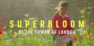 SUPERBLOOM at The Tower of London