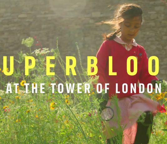 SUPERBLOOM at The Tower of London