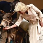 Queen Camilla feeding a donkey a carrot during a visit to Brooke Donkey Sanctuary in Nairobi to hear how the charity is working with the Kenya Society for the Protection and Care of Animals to rescue donkeys at risk, and promote their welfare, on day two of the state visit to Kenya. November 1, 2023.