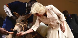 The Queen to Mark 90th Anniversary of Brooke Queen Camilla feeding a donkey a carrot during a visit to Brooke Donkey Sanctuary in Nairobi to hear how the charity is working with the Kenya Society for the Protection and Care of Animals to rescue donkeys at risk, and promote their welfare, on day two of the state visit to Kenya. November 1, 2023.