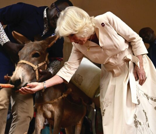 The Queen to Mark 90th Anniversary of Brooke Queen Camilla feeding a donkey a carrot during a visit to Brooke Donkey Sanctuary in Nairobi to hear how the charity is working with the Kenya Society for the Protection and Care of Animals to rescue donkeys at risk, and promote their welfare, on day two of the state visit to Kenya. November 1, 2023.