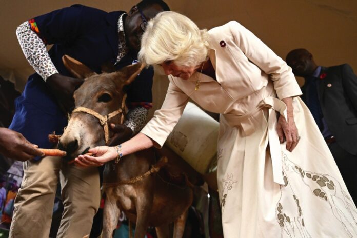 Queen Camilla feeding a donkey a carrot during a visit to Brooke Donkey Sanctuary in Nairobi to hear how the charity is working with the Kenya Society for the Protection and Care of Animals to rescue donkeys at risk, and promote their welfare, on day two of the state visit to Kenya. November 1, 2023.