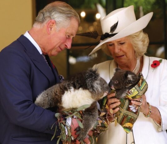 The King and Queen visit Australia and Samoa Prince Charles and his wife, Camilla, the Duchess of Cornwall, hold koalas at Government House, November, 2012, in Adelaide, Australia.