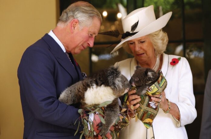 Prince Charles and his wife, Camilla, the Duchess of Cornwall, hold koalas at Government House, November, 2012, in Adelaide, Australia.