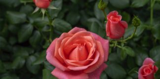 RHS Announces ‘Catherine’s Rose’ to Celebrate The Princess of Wales’ work ‘Catherine’s Rose’, a stunning floribunda, has subtle coral-pink blooms, which are produced in abundance, and have a rich perfume with hints of Turkish Delight and mango. Credit: Harkness Roses