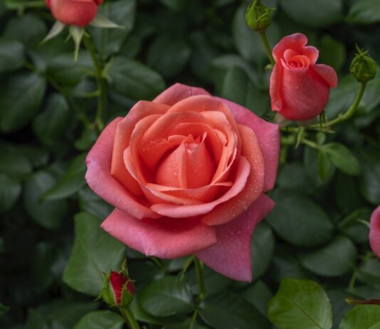 RHS Announces ‘Catherine’s Rose’ to Celebrate The Princess of Wales’ work ‘Catherine’s Rose’, a stunning floribunda, has subtle coral-pink blooms, which are produced in abundance, and have a rich perfume with hints of Turkish Delight and mango. Credit: Harkness Roses