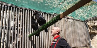 Two New Raven Chicks are a ‘cawwse’ for Celebration at the Tower of London Two new raven chicks have arrived at the Tower of London, where legend dictates a certain number of the birds are required for the safety of the kingdom. (c) Historic Royal Palaces