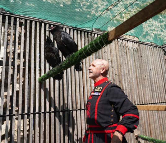Two New Raven Chicks are a ‘cawwse’ for Celebration at the Tower of London Two new raven chicks have arrived at the Tower of London, where legend dictates a certain number of the birds are required for the safety of the kingdom. (c) Historic Royal Palaces